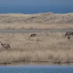Angelikas In Am Darsser Urwald شقة *